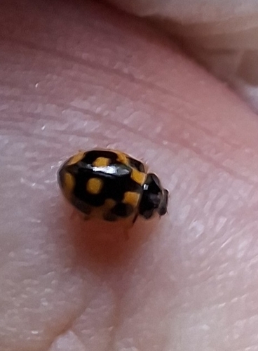 Fourteen-spotted Lady Beetle