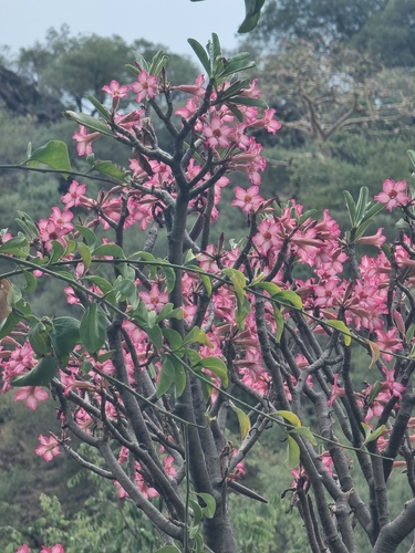 desert rose