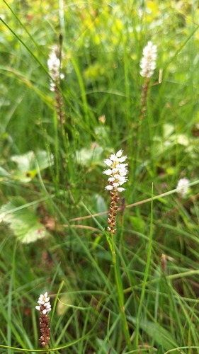 alpine bistort