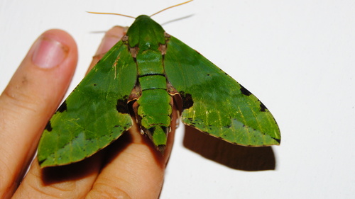 Verdant Hawkmoth