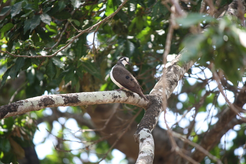 Tambourine Dove
