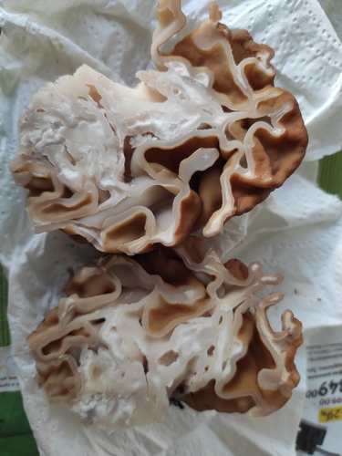 Didysis bobausis nuotrauka