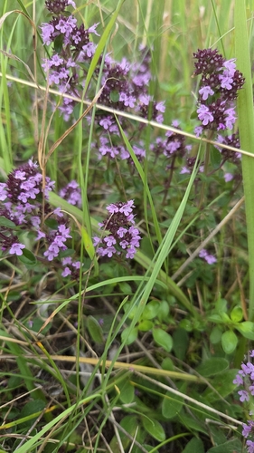 Large Thyme
