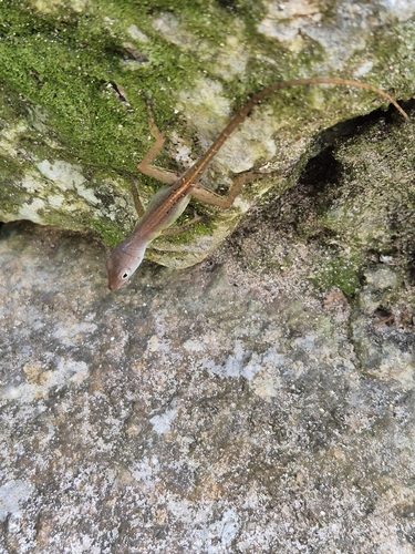 Stripefoot Anole