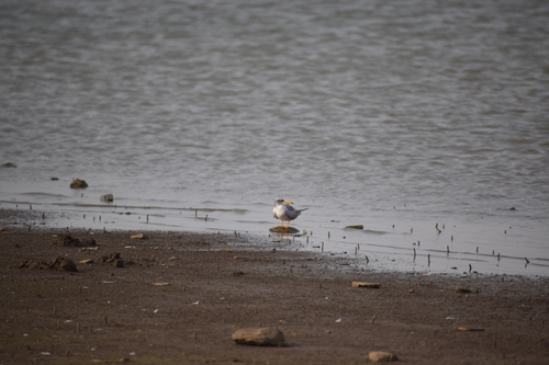 River Tern