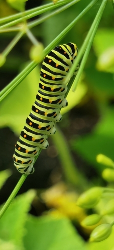 Old World Swallowtail