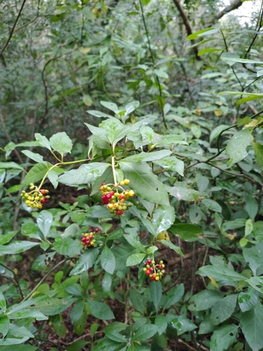amyruca