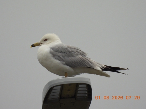 Ring-billed Gull
