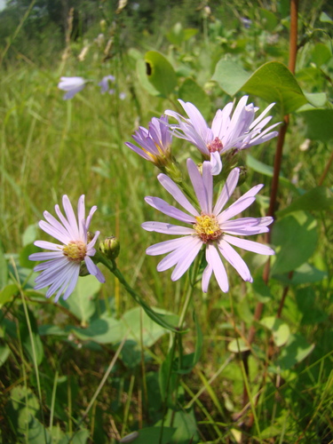 smooth blue aster