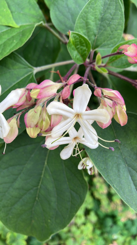 Harlequin glorybower