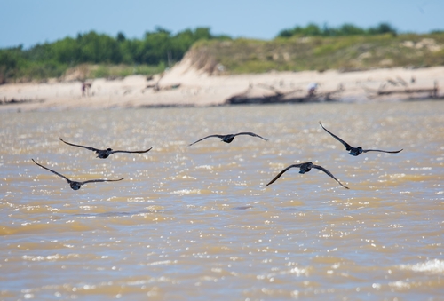 Neotropic Cormorant