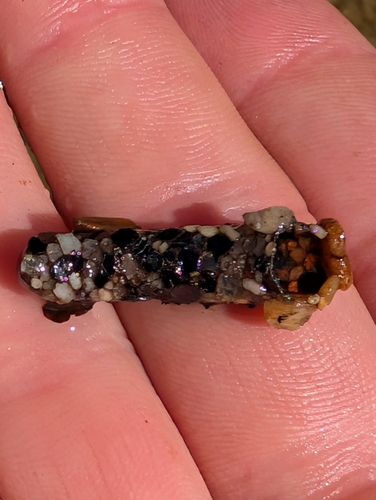 iNaturalist observation photo of Caddisflies