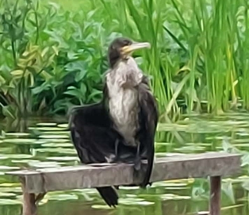 Great Cormorant