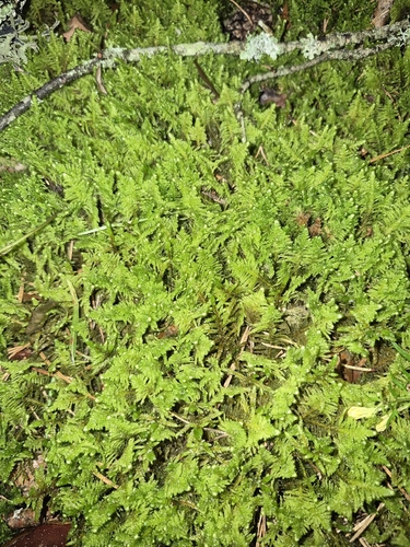 Ostrich-plume Moss