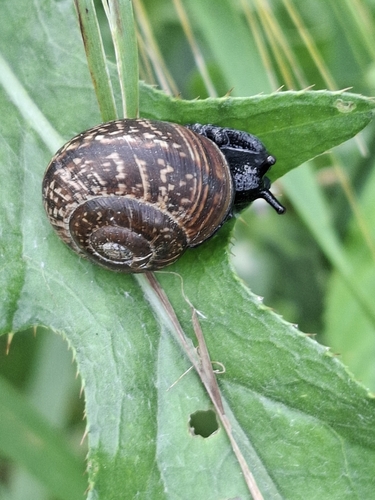 Copse Snail