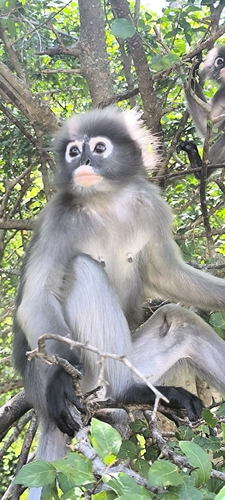 Dusky Leaf Monkey