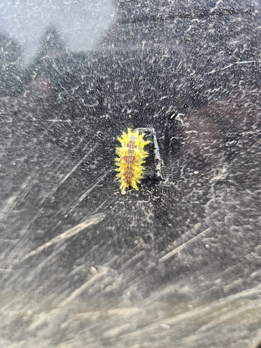 Spiny Oak-slug Moth