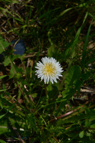 Taraxacum coreanum Nakai