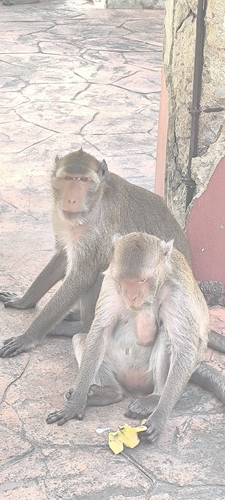 Long-tailed Macaque