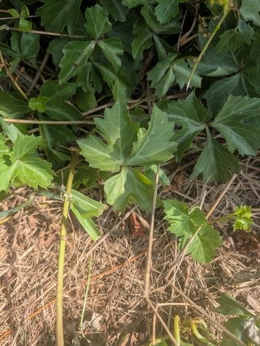 sorrelvine