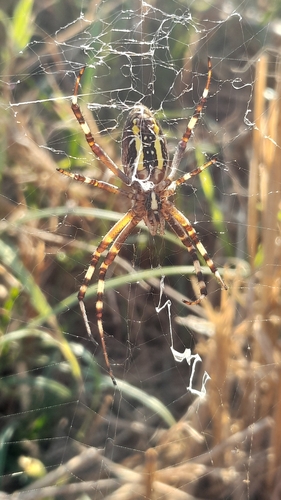 Wasp Spider