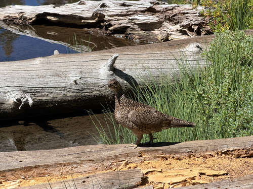 iNaturalist observation photo of Sooty Grouse