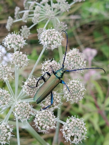 Musk beetle