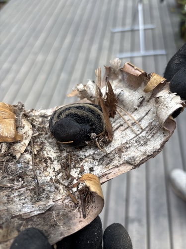 Ash-black Slug