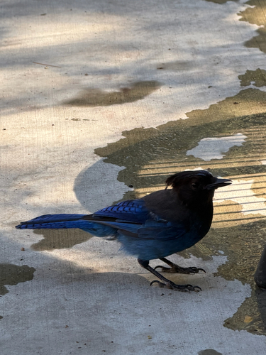 iNaturalist observation photo of Steller's Jay