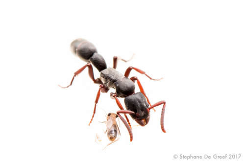 Platythyrea punctataPlatythyrea punctata