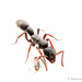 Common Silvery Hunter Ant - Photo (c) Stéphane De Greef, all rights reserved, uploaded by Stéphane De Greef