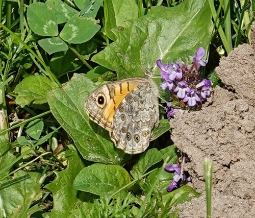 Wall Brown