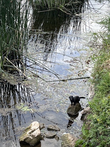 American Mink