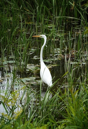 Great Egret