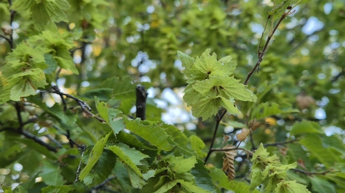 Eastern Hornbeam