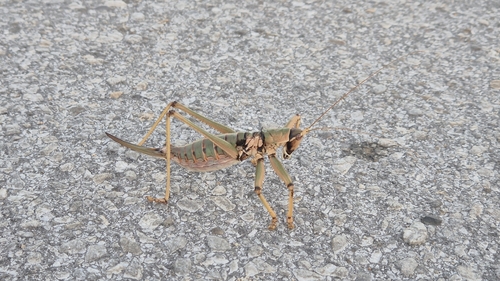 Anatolian Predatory Bush-cricket