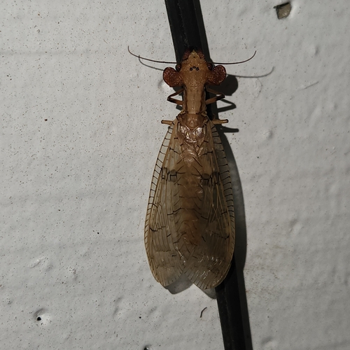 Platyneuromus honduranus
