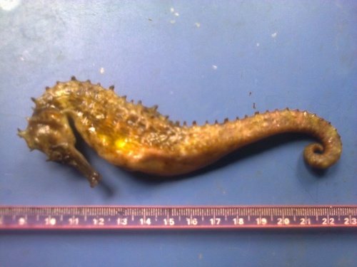 Queensland Seahorse