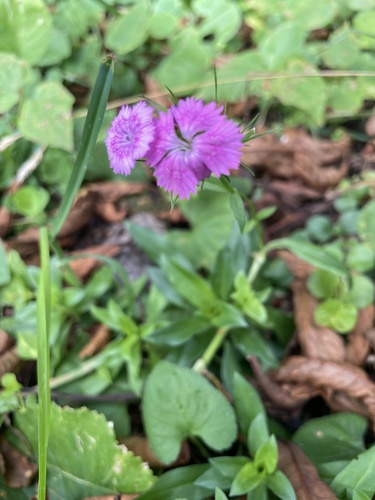 Sweet-William