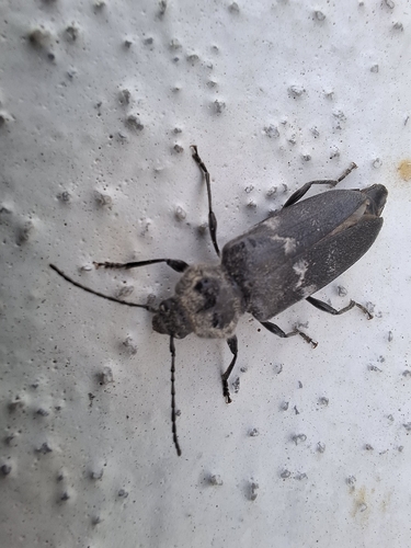 House Longhorn