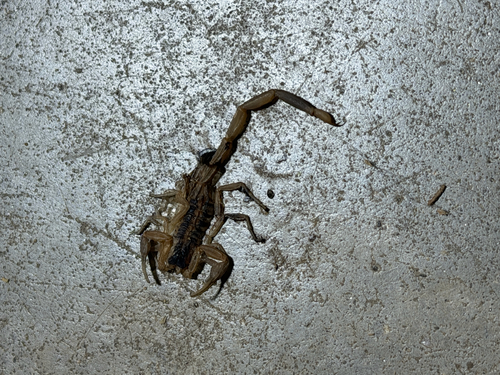 Striped Bark Scorpion
