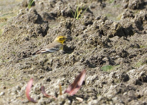 Citrine Wagtail