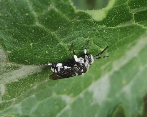 Histrionic Cloak-and-dagger Bee