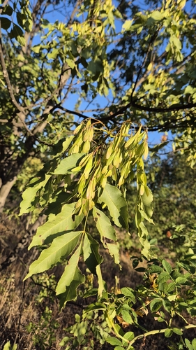 Manna ash
