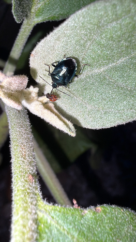 Blue Shield Bug