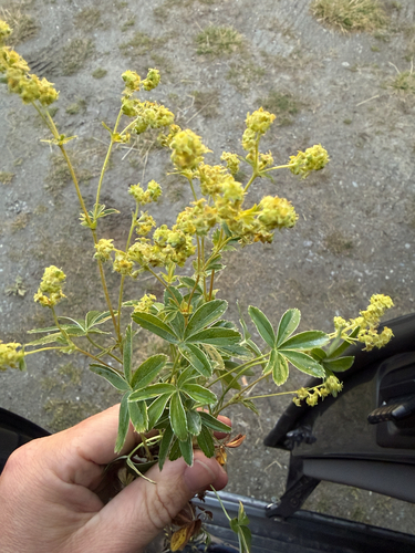 Alpine Lady's-mantle
