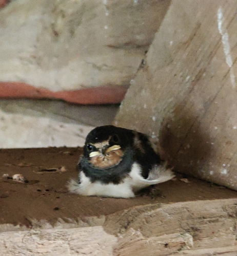 Barn Swallow
