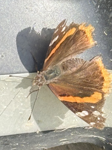 Red Admiral
