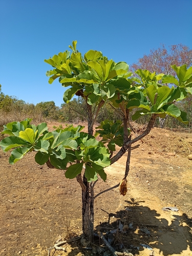 Salvertia convallariodora