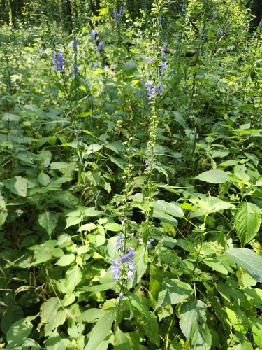 tall bellflower